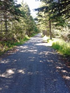 Path through the woods Journey