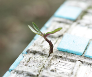 broken tiles, seedling poking up