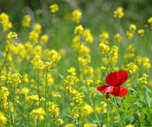 red flower in a field of yellow- don't belong