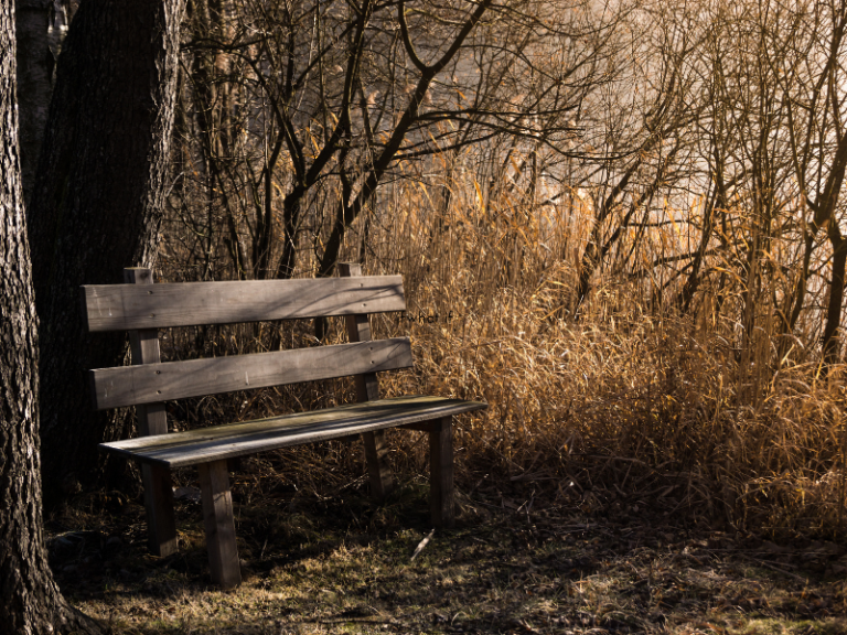 Bench in the trees