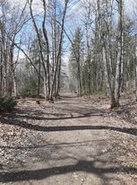 Path through the woods in the spring