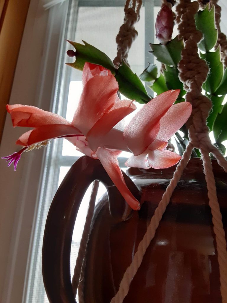 Christmas cactus bloom