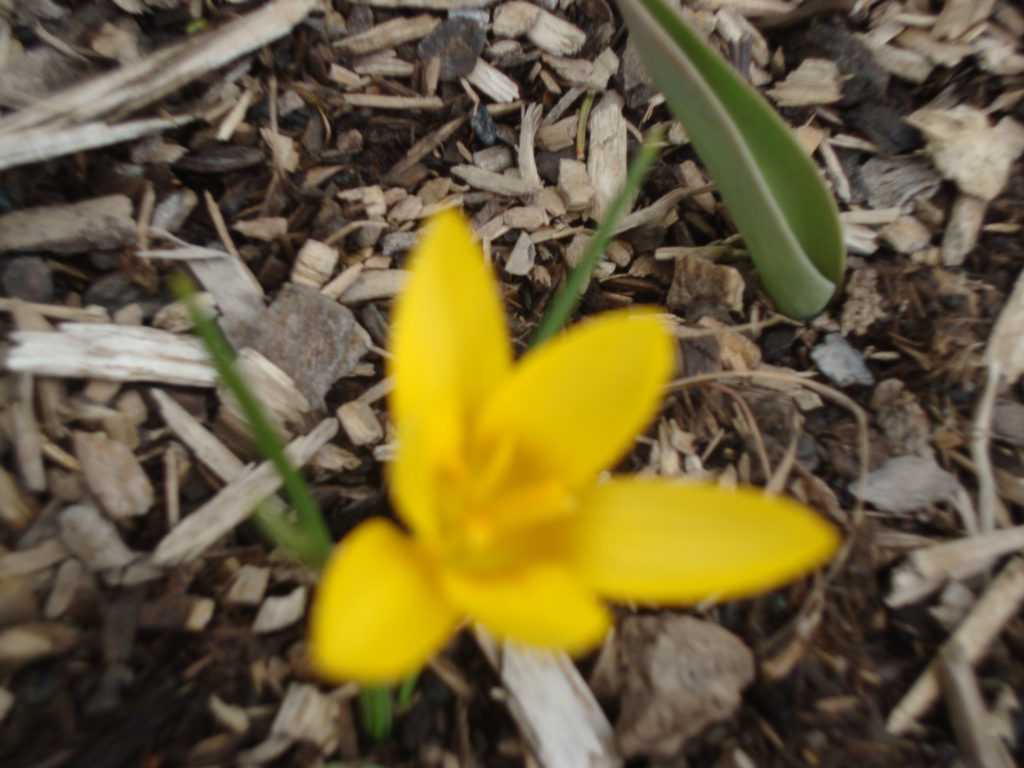 crocuses