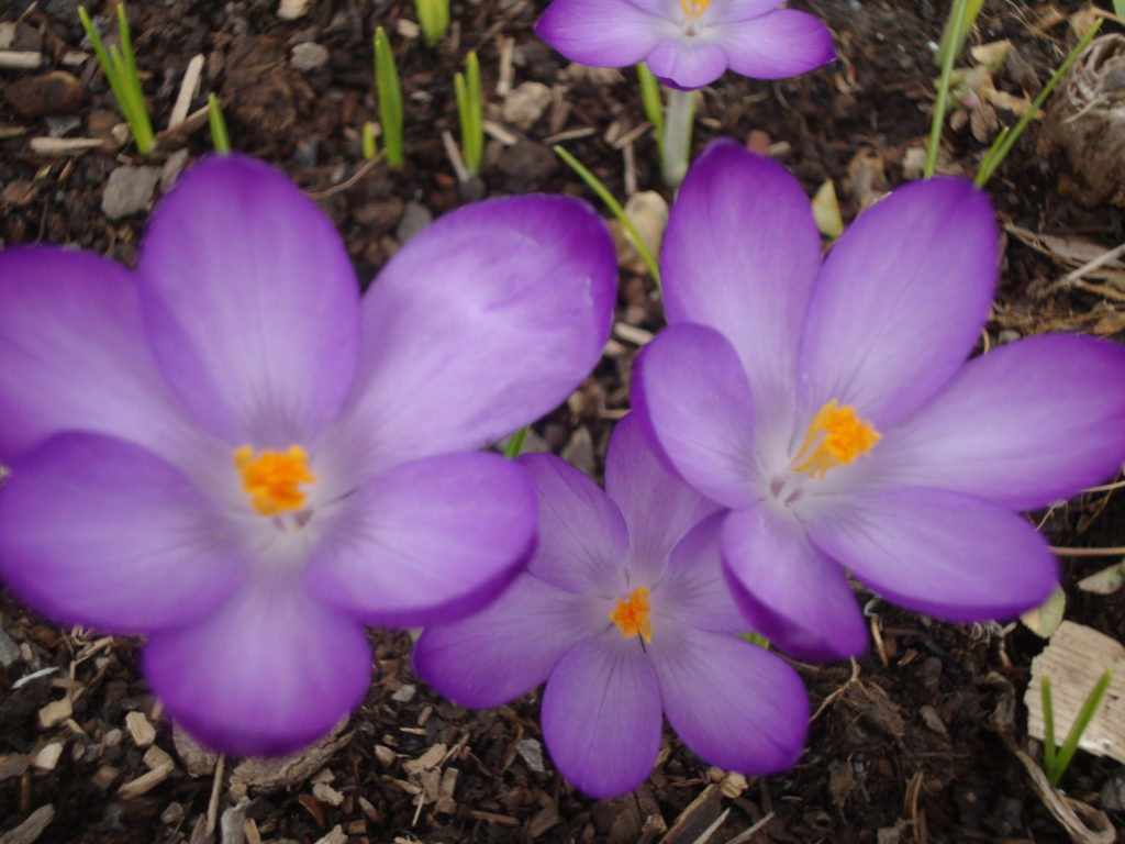 crocuses