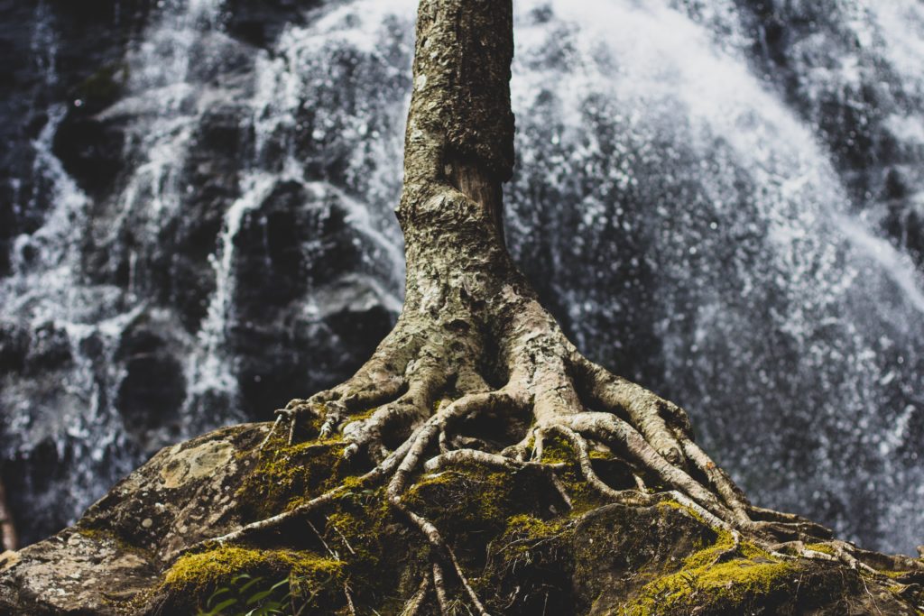 tree roots on rock formation