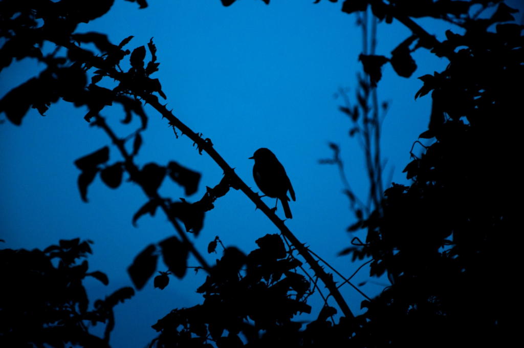 Silhouette of a bird on a tree branch