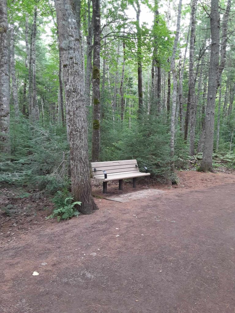 Bench in Wooded Park