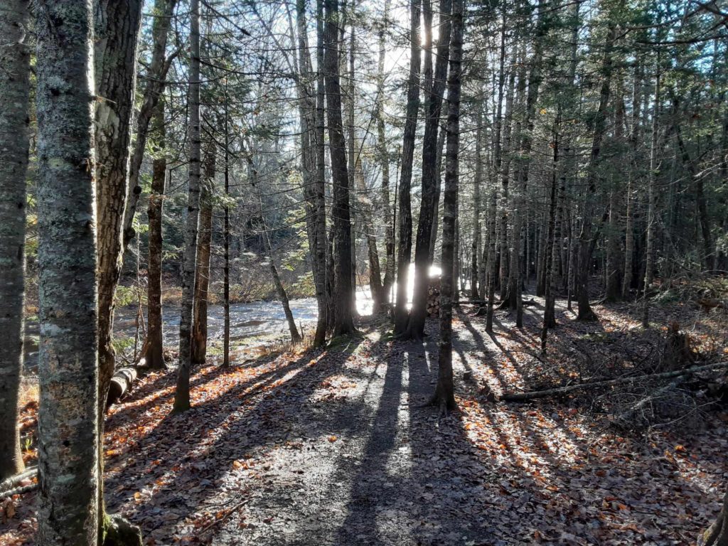 Sun Shining Through Trees in Woods