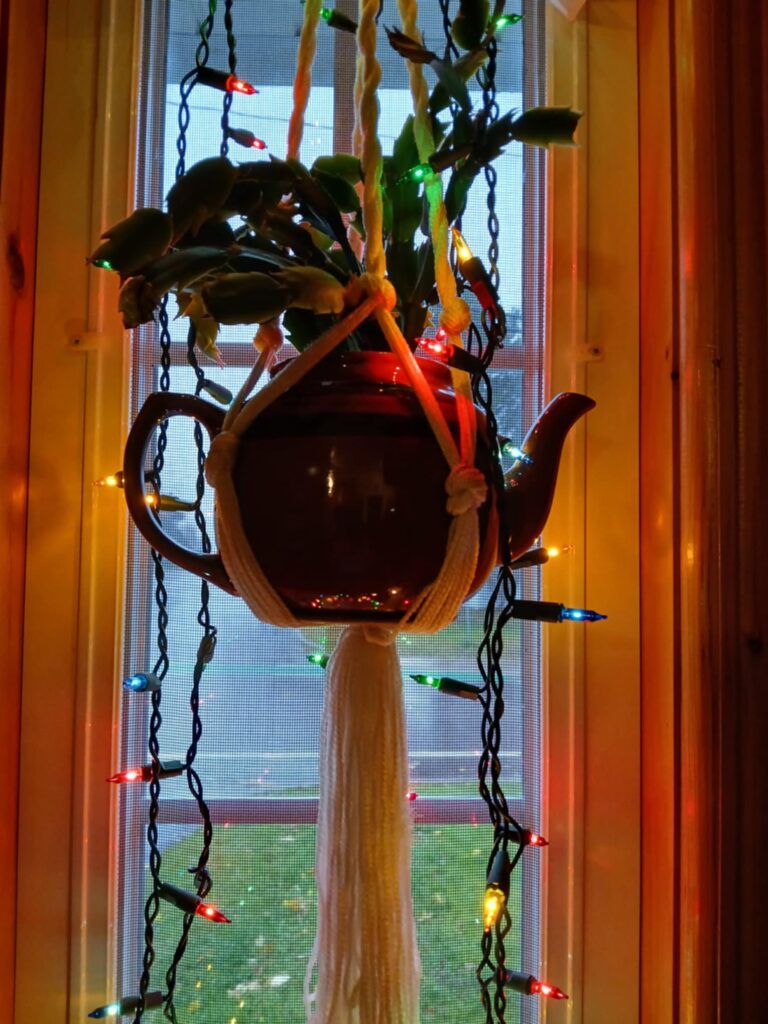 Christmas lights in window over Christmas Cactus