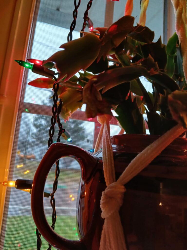 Christmas lights in window over Christmas Cactus