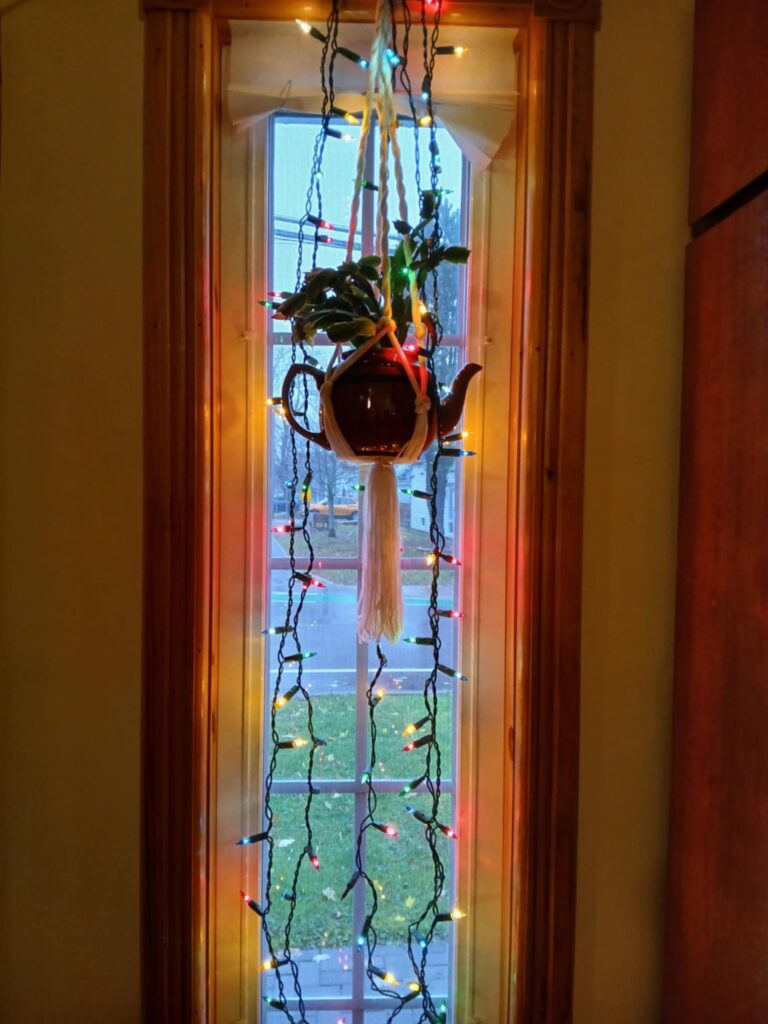 Christmas lights in window over Christmas Cactus